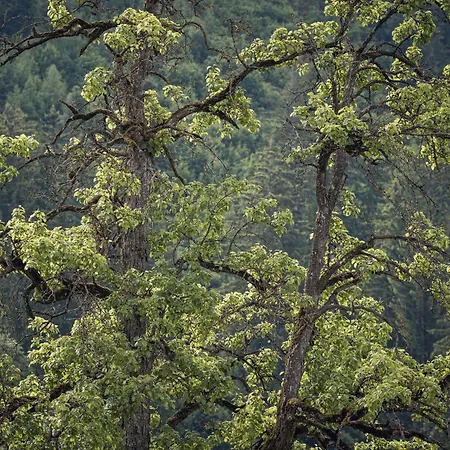 Гостевой дом Leitnerhof