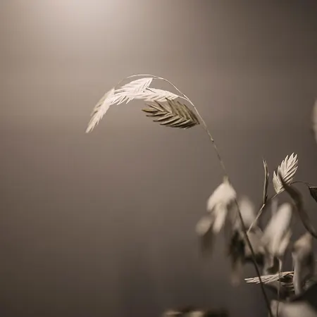 Leitnerhof 齐勒河谷的拉姆绍