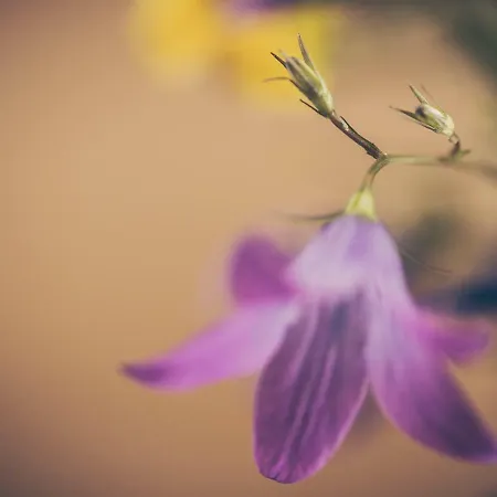 招待所 Leitnerhof 3*